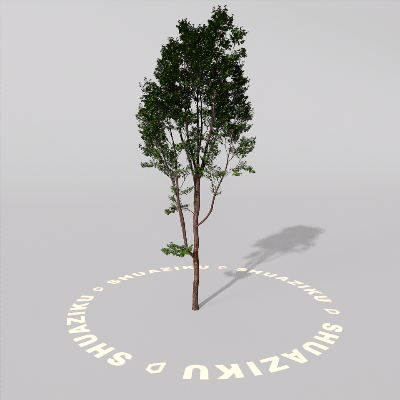 图片[11]-D5室外绿植树木模型20个-刷子库