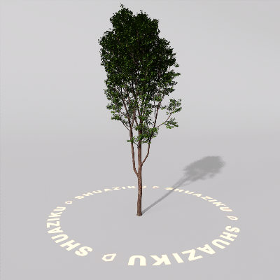 图片[10]-D5室外绿植树木模型20个-刷子库