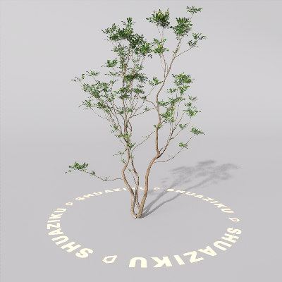 图片[12]-D5室外绿植树木模型20个-刷子库