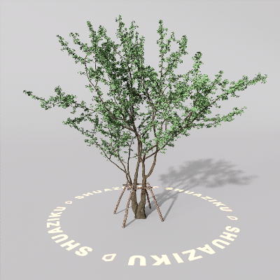 图片[14]-D5室外绿植树木模型20个-刷子库