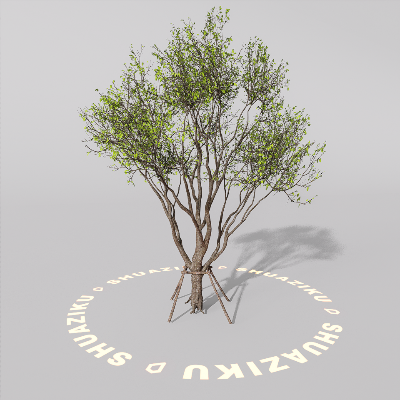 图片[15]-D5室外绿植树木模型20个-刷子库