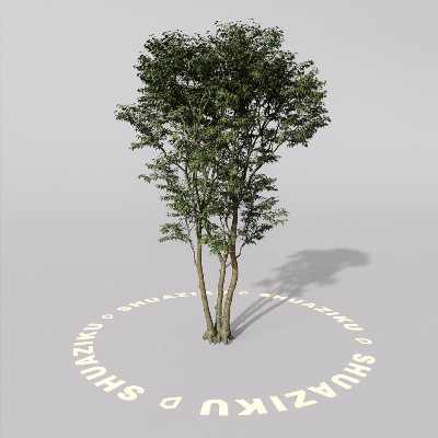 图片[17]-D5室外绿植树木模型20个-刷子库