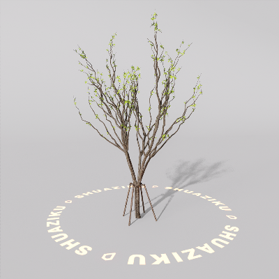 图片[16]-D5室外绿植树木模型20个-刷子库