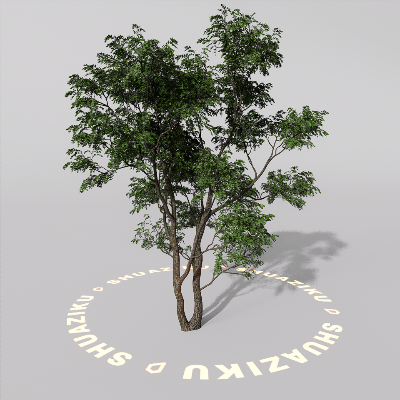 图片[1]-D5室外绿植树木模型20个-刷子库