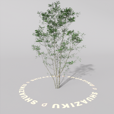 图片[11]-D5室外绿植树木模型20个-刷子库