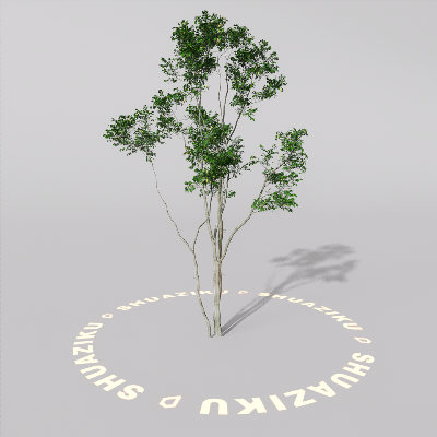 图片[12]-D5室外绿植树木模型20个-刷子库