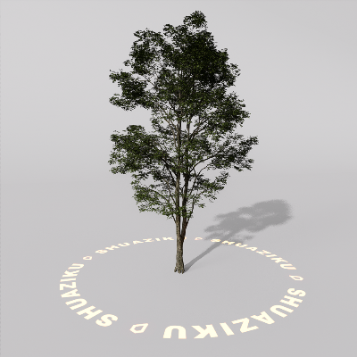 图片[15]-D5室外绿植树木模型20个-刷子库