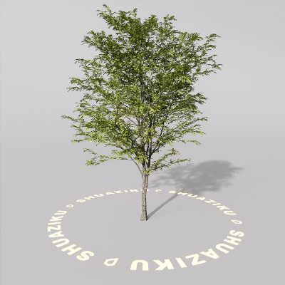 图片[16]-D5室外绿植树木模型20个-刷子库