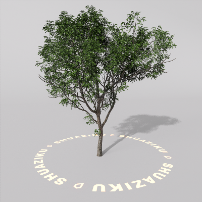 图片[18]-D5室外绿植树木模型20个-刷子库