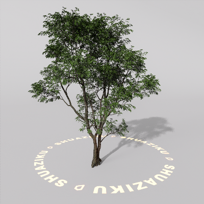 图片[19]-D5室外绿植树木模型20个-刷子库