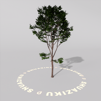 图片[2]-D5室外绿植树木模型20个-刷子库