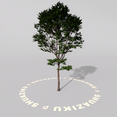 图片[3]-D5室外绿植树木模型20个-刷子库