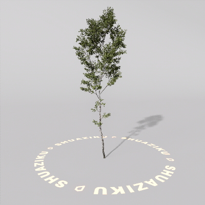 图片[17]-D5室外绿植树木模型20个-刷子库