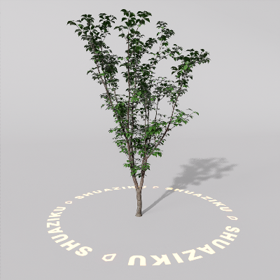 图片[1]-D5室外绿植树木模型20个-刷子库