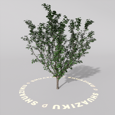 图片[2]-D5室外绿植树木模型20个-刷子库