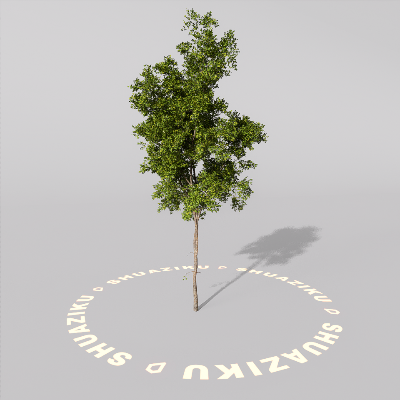 图片[3]-D5室外绿植树木模型20个-刷子库