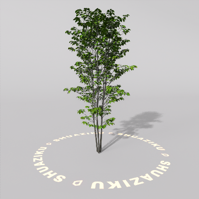 图片[6]-D5室外绿植树木模型20个-刷子库