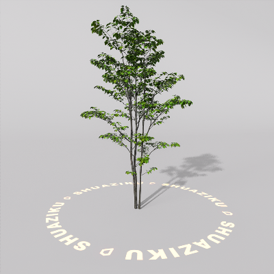 图片[5]-D5室外绿植树木模型20个-刷子库