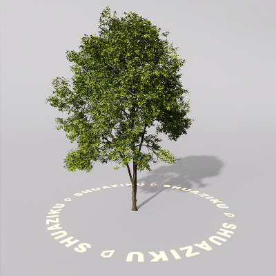 图片[8]-D5室外绿植树木模型20个-刷子库