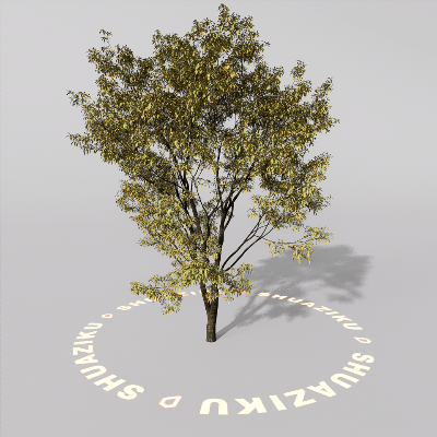 图片[9]-D5室外绿植树木模型20个-刷子库