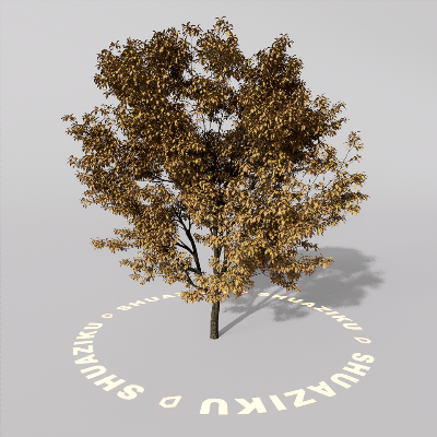 图片[11]-D5室外绿植树木模型20个-刷子库