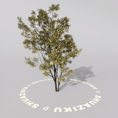 图片[12]-D5室外绿植树木模型20个-刷子库