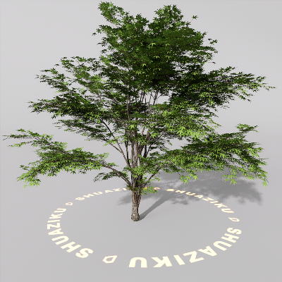 图片[13]-D5室外绿植树木模型20个-刷子库