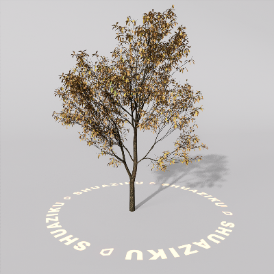 图片[15]-D5室外绿植树木模型20个-刷子库