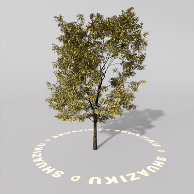 图片[14]-D5室外绿植树木模型20个-刷子库