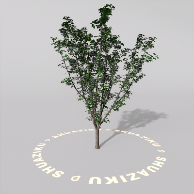 图片[18]-D5室外绿植树木模型20个-刷子库