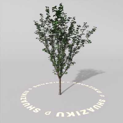 图片[17]-D5室外绿植树木模型20个-刷子库