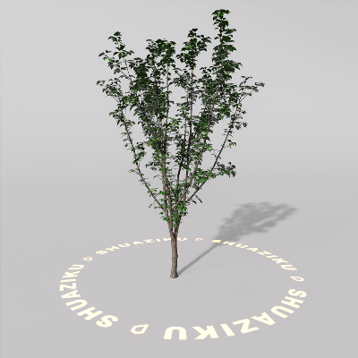 图片[19]-D5室外绿植树木模型20个-刷子库