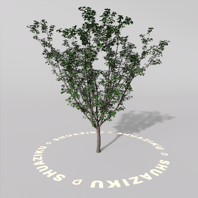 图片[20]-D5室外绿植树木模型20个-刷子库