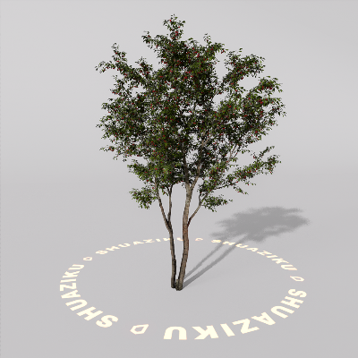 图片[8]-D5室外绿植树木模型20个-刷子库