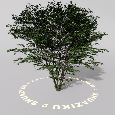 图片[16]-D5室外绿植树木模型20个-刷子库