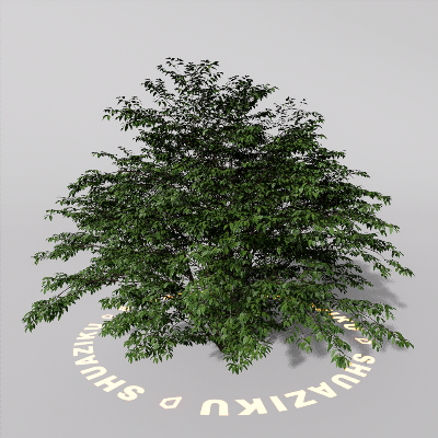 图片[17]-D5室外绿植树木模型20个-刷子库