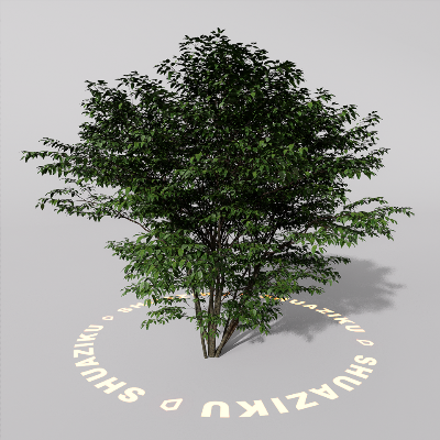 图片[20]-D5室外绿植树木模型20个-刷子库