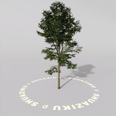 图片[2]-D5室外绿植树木模型20个-刷子库