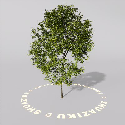 图片[3]-D5室外绿植树木模型20个-刷子库