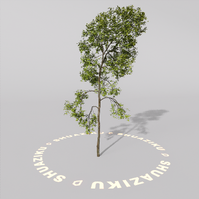 图片[4]-D5室外绿植树木模型20个-刷子库