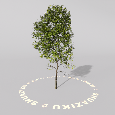 图片[5]-D5室外绿植树木模型20个-刷子库