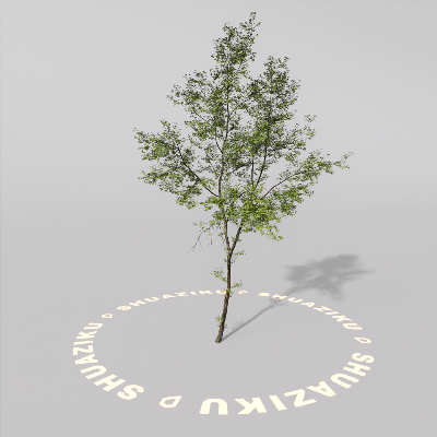 图片[8]-D5室外绿植树木模型20个-刷子库