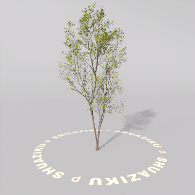 图片[9]-D5室外绿植树木模型20个-刷子库