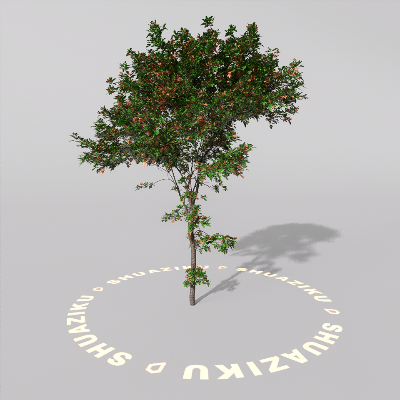 图片[15]-D5室外绿植树木模型20个-刷子库