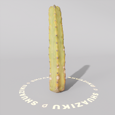 图片[4]-D5仙人掌模型-刷子库