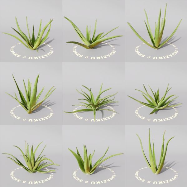 D5芦荟模型-刷子库