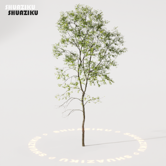 图片[4]-D5渲染器室外绿植树木模型22个-刷子库