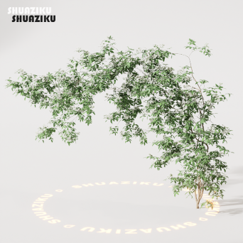 图片[10]-D5渲染器室外绿植树木模型22个-刷子库