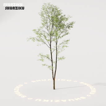 图片[9]-D5渲染器室外绿植树木模型22个-刷子库