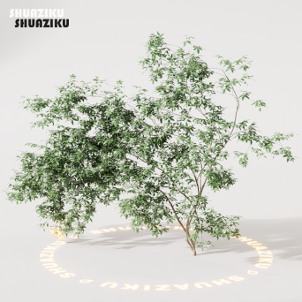 图片[12]-D5渲染器室外绿植树木模型22个-刷子库